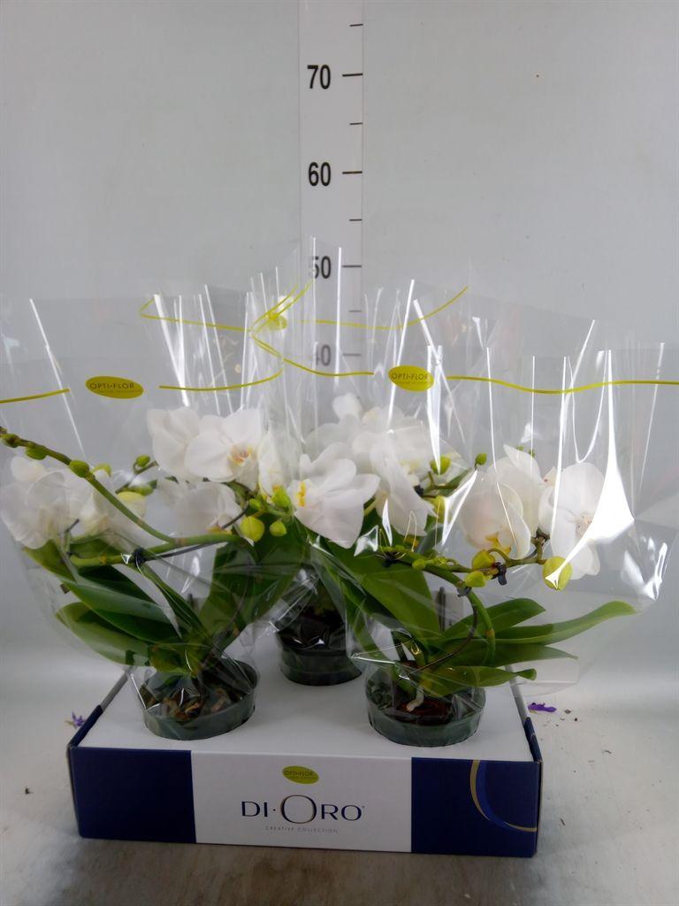 Горшечные цветы и растения оптом Phalaenopsis   ...white от 3шт из Голландии с доставкой по России