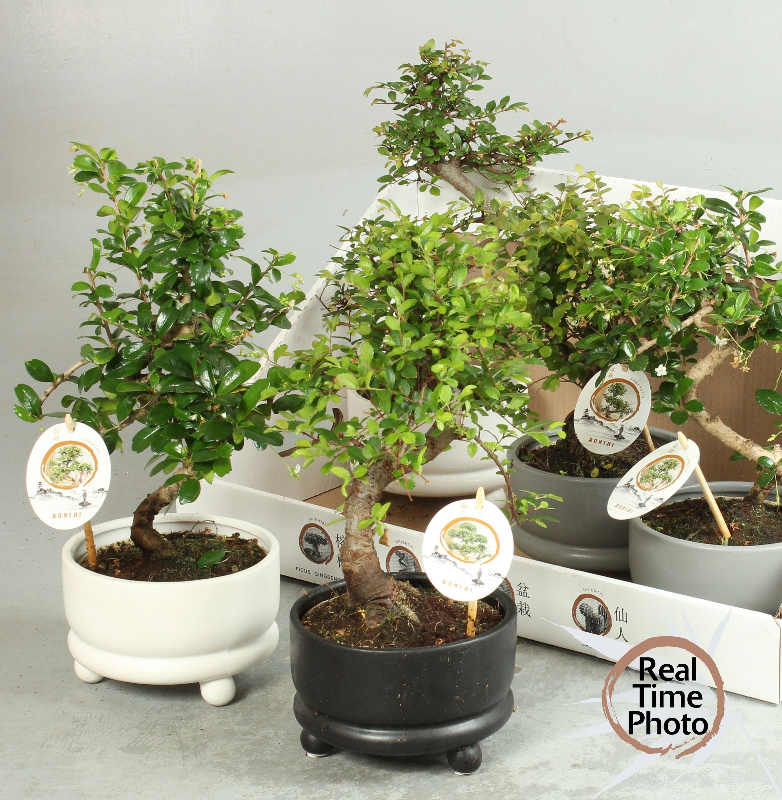 Горшечные цветы и растения оптом Bonsai Gem от 5шт из Голландии с доставкой по России