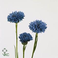Срезанные цветы оптом Centaurea cyanus blue от 400шт из Голландии с доставкой по России