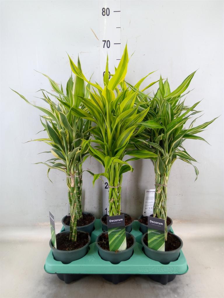Горшечные цветы и растения оптом Dracaena Sand.   ...mix 3 от 6шт из Голландии с доставкой по России