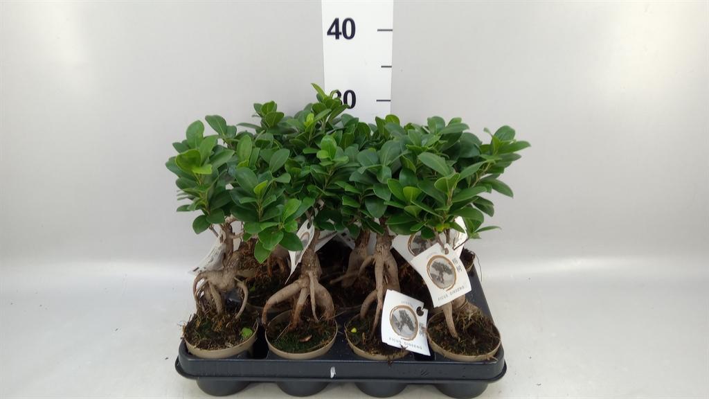 Горшечные цветы и растения оптом Ficus Microcarpa ginseng от 11шт (для телеги) из Голландии с доставкой по России