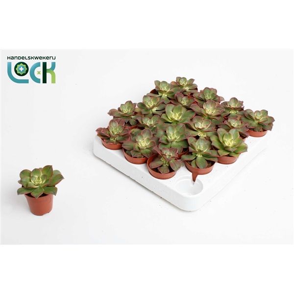 Горшечные цветы и растения оптом Aeonium Tricolor Kiwi от 20шт из Голландии с доставкой по России