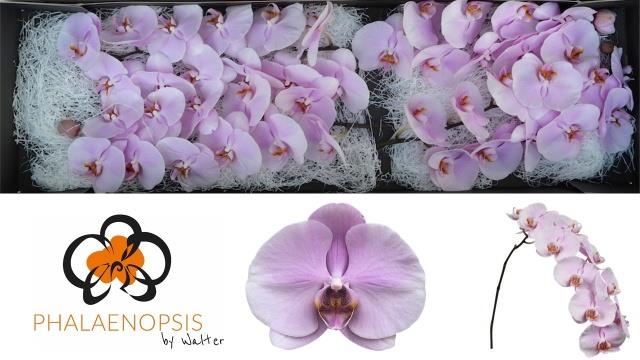 Срезанные цветы оптом Phalaenopsis tikal (per flower) от 45шт из Голландии с доставкой по России