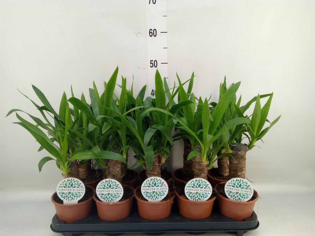 Горшечные цветы и растения оптом Yucca   ... от 10шт из Голландии с доставкой по России