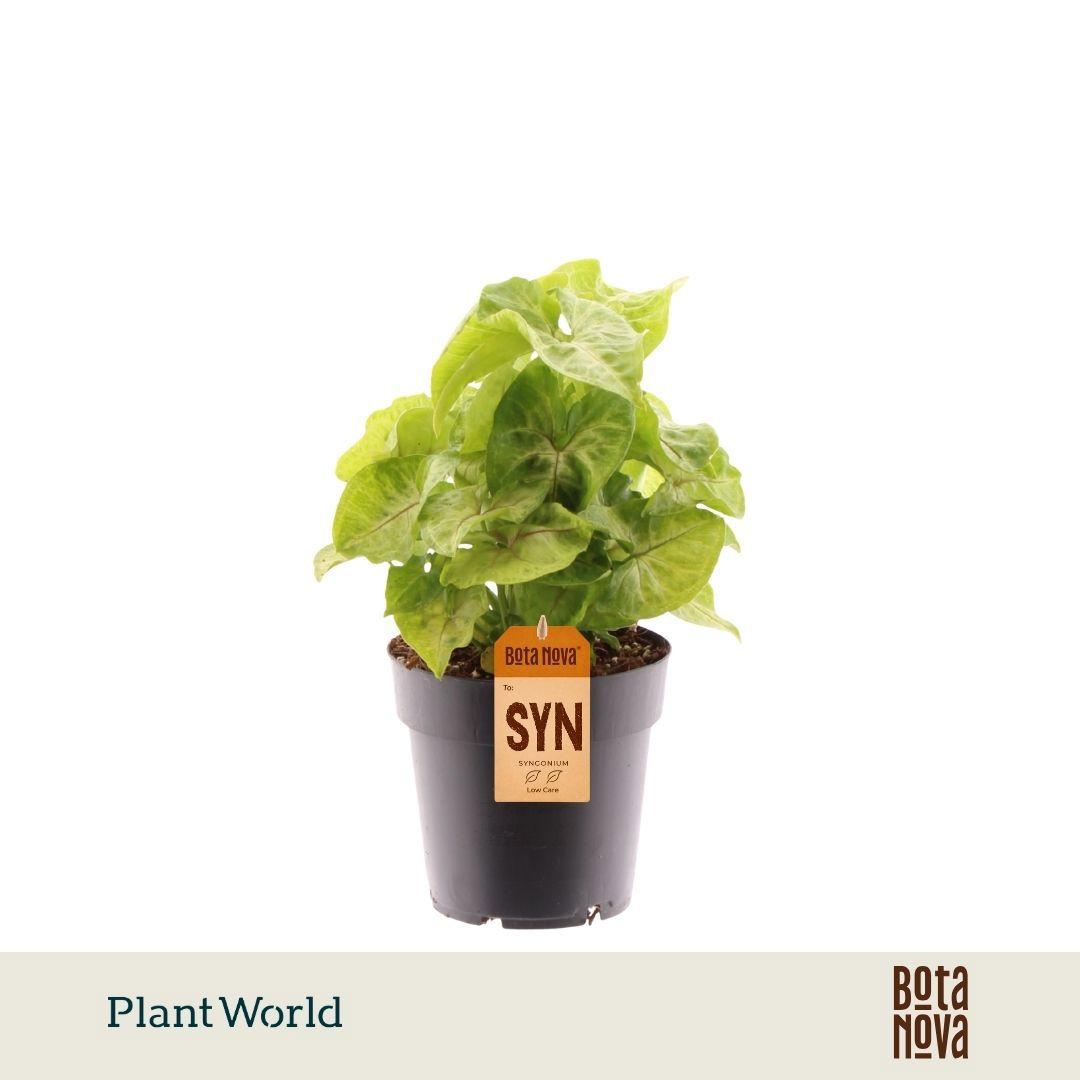Горшечные цветы и растения оптом Syngonium Golden от 7шт из Голландии с доставкой по России