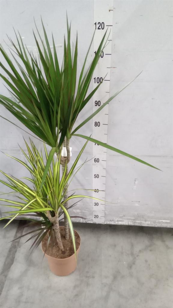 Горшечные цветы и растения оптом Dracaena Marg. ..mix 3 от 1шт из Голландии с доставкой по России