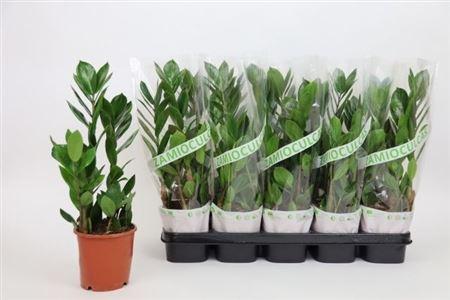Горшечные цветы и растения оптом Zamioculcas 2+ от 10шт из Голландии с доставкой по России