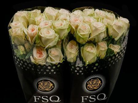 Срезанные цветы оптом Rosa garden white ohara A от 40шт из Голландии с доставкой по России