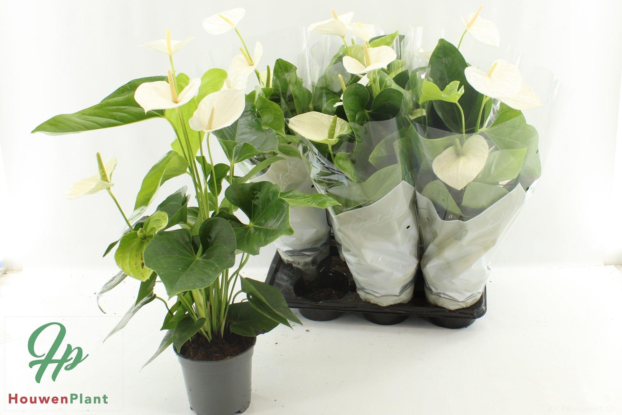 Горшечные цветы и растения оптом Anthu An Alaska от 6шт из Голландии с доставкой по России