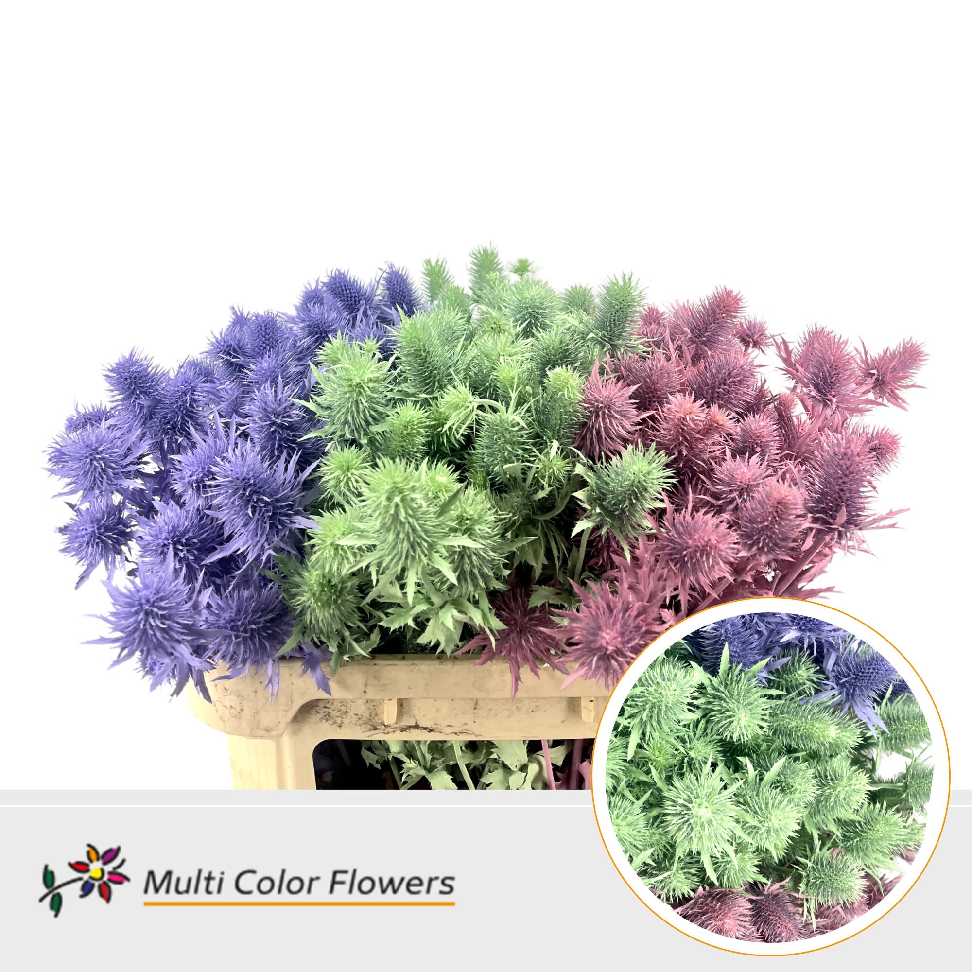 Срезанные цветы оптом Eryngium paint mix pastel от 30шт из Голландии с доставкой по России
