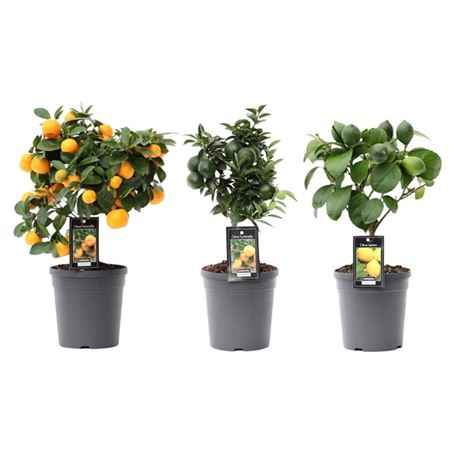 Горшечные цветы и растения оптом Citrus Mix (3 Sorts) от 5шт из Голландии с доставкой по России