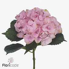 Срезанные цветы оптом Hydrangea royal symphony от 10шт из Голландии с доставкой по России