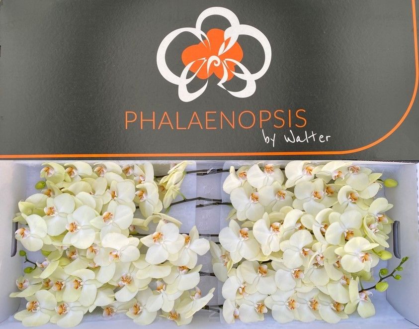 Срезанные цветы оптом Phalaenopsis rising sun (per stem) от 8шт. из Голландии с доставкой по России