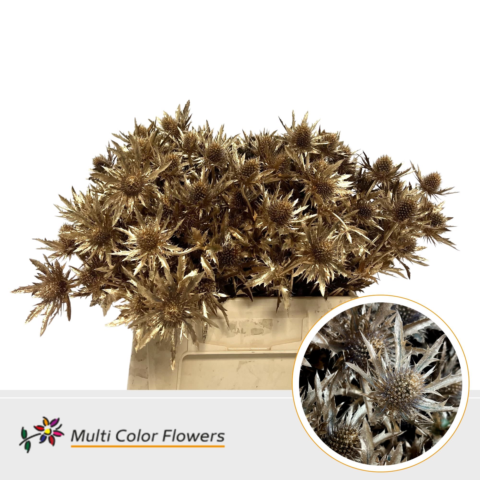 Срезанные цветы оптом Eryngium paint antique gold от 60шт из Голландии с доставкой по России