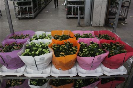 Горшечные цветы и растения оптом Kalan B Ge Gem 5 Kl от 2шт из Голландии с доставкой по России