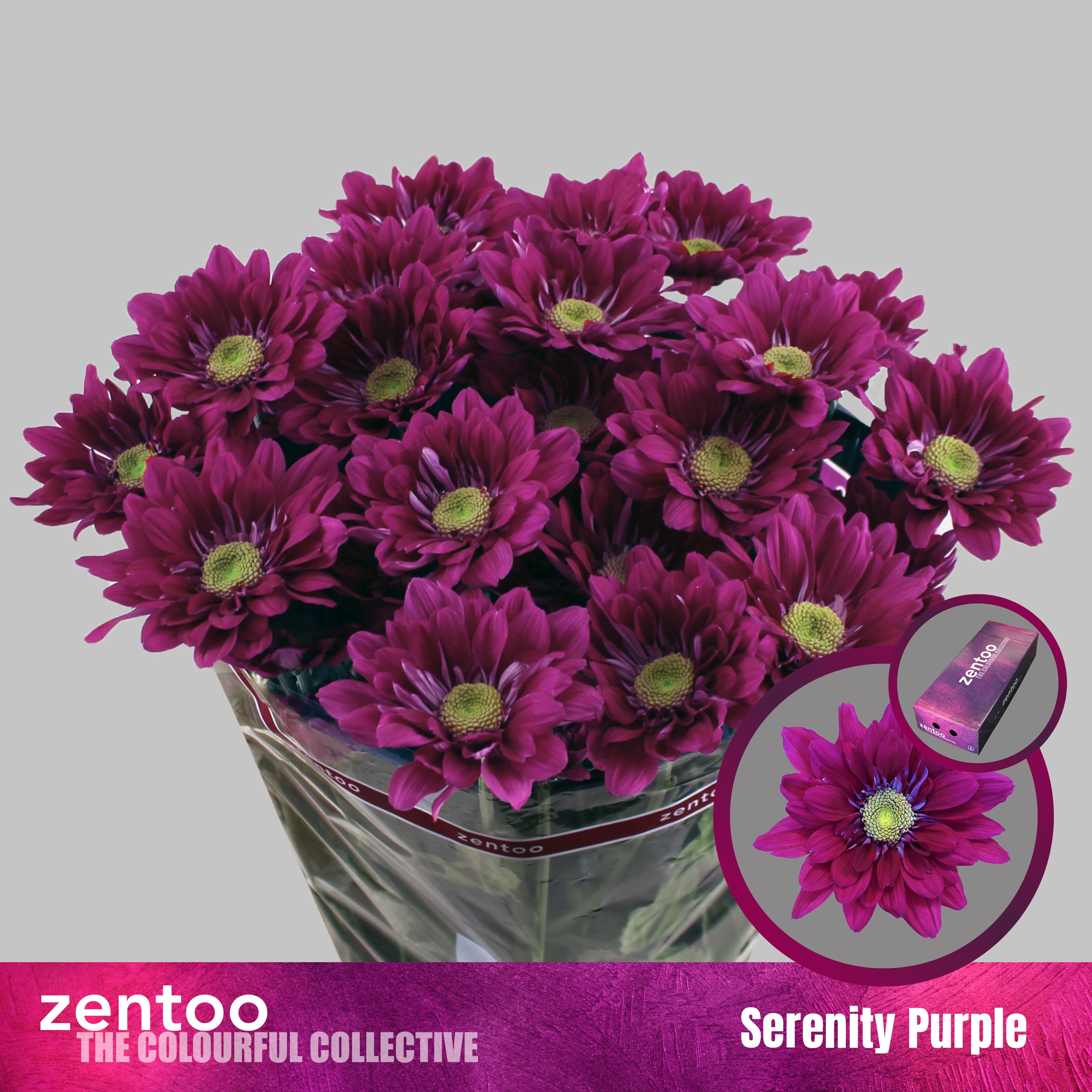 Срезанные цветы оптом Chrys sp serenity purple от 160шт из Голландии с доставкой по России