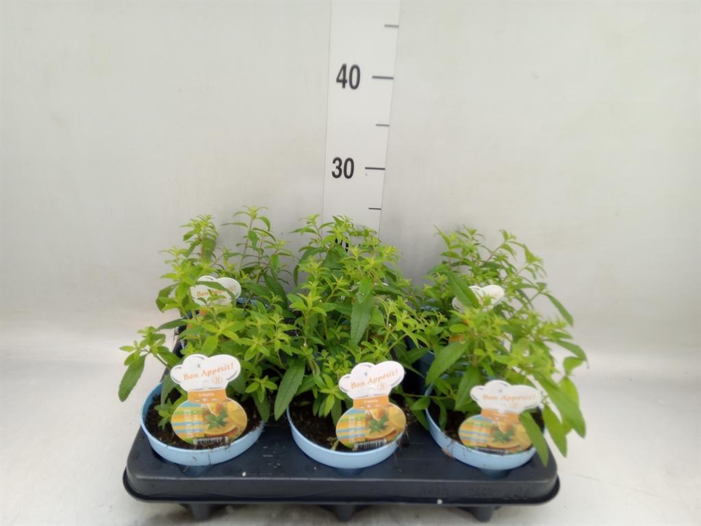 Горшечные цветы и растения оптом Aloysia Triphylla от 6шт из Голландии с доставкой по России