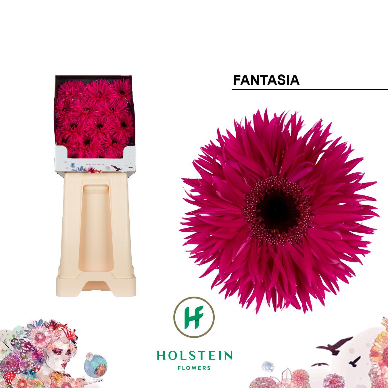 Срезанные цветы оптом Gerbera diamond big fantasia от 45шт из Голландии с доставкой по России