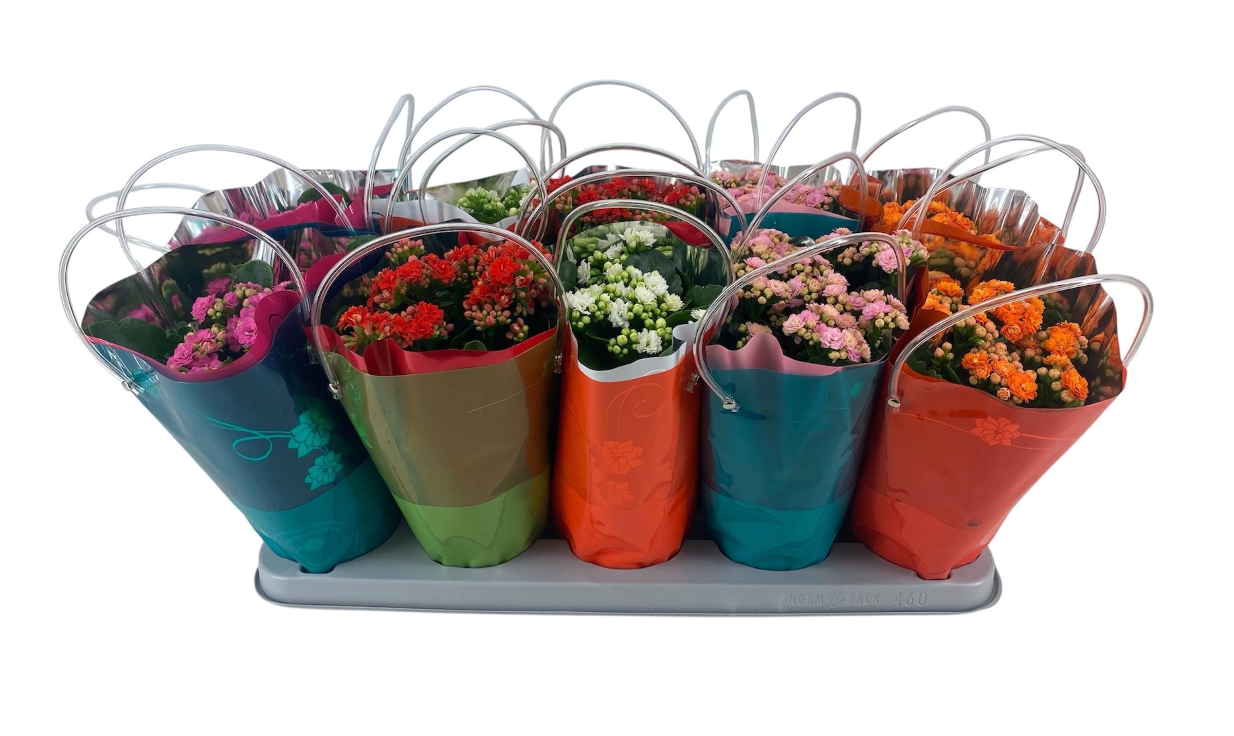 Горшечные цветы и растения оптом Kal Ge Gem от 10шт из Голландии с доставкой по России