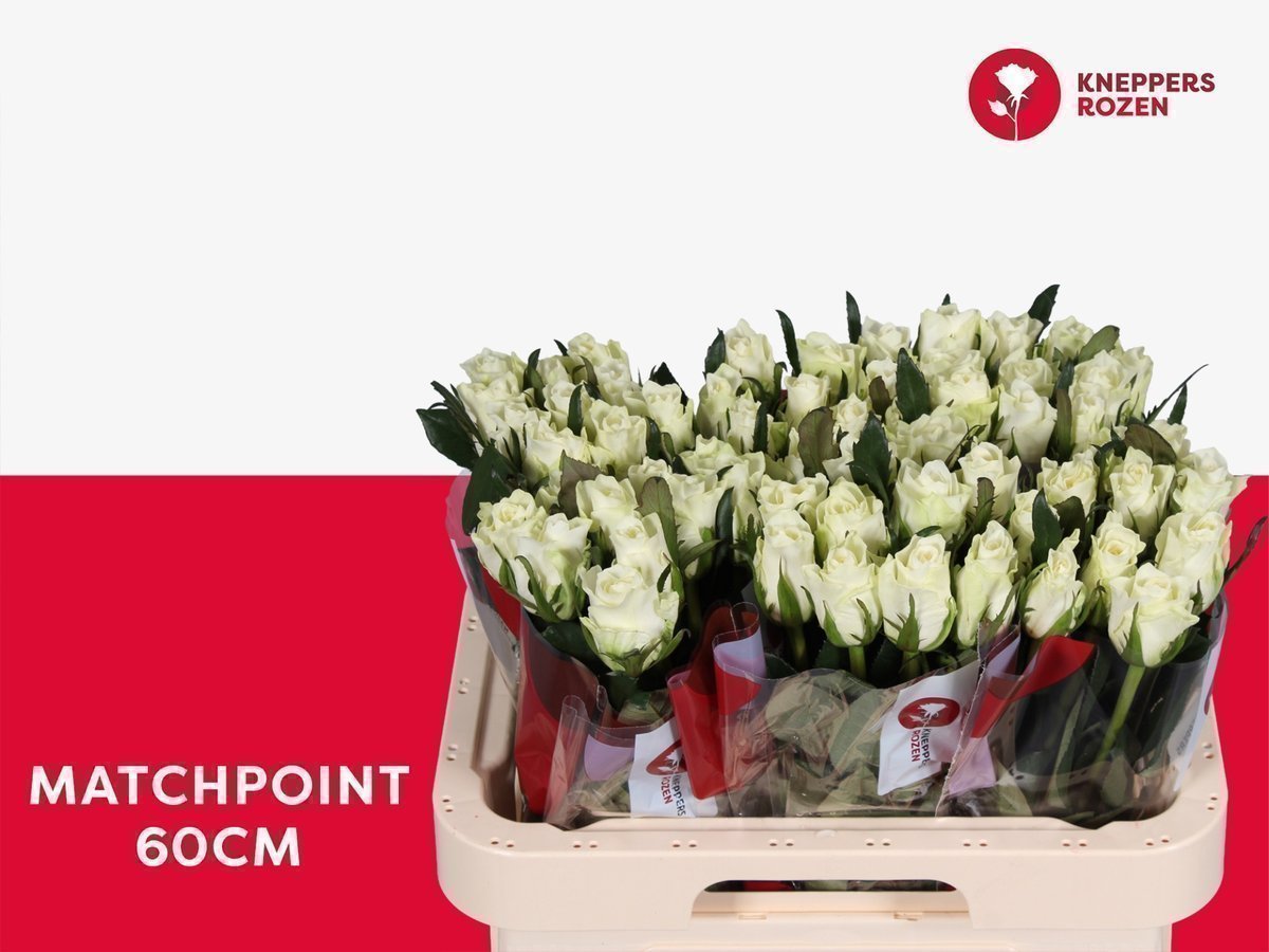 Срезанные цветы оптом Rosa large matchpoint! от 280шт. из Голландии с доставкой по России