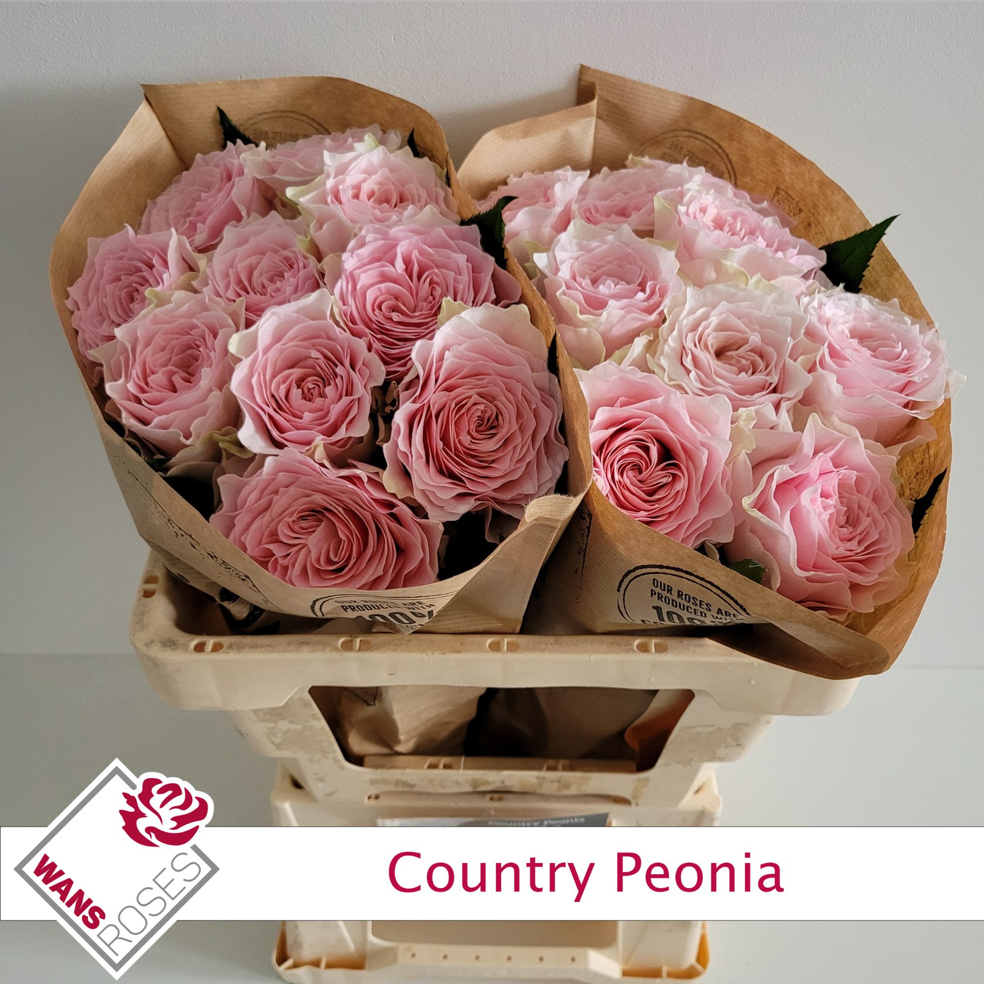 Срезанные цветы оптом Rosa garden country spirit peonia от 20шт из Голландии с доставкой по России