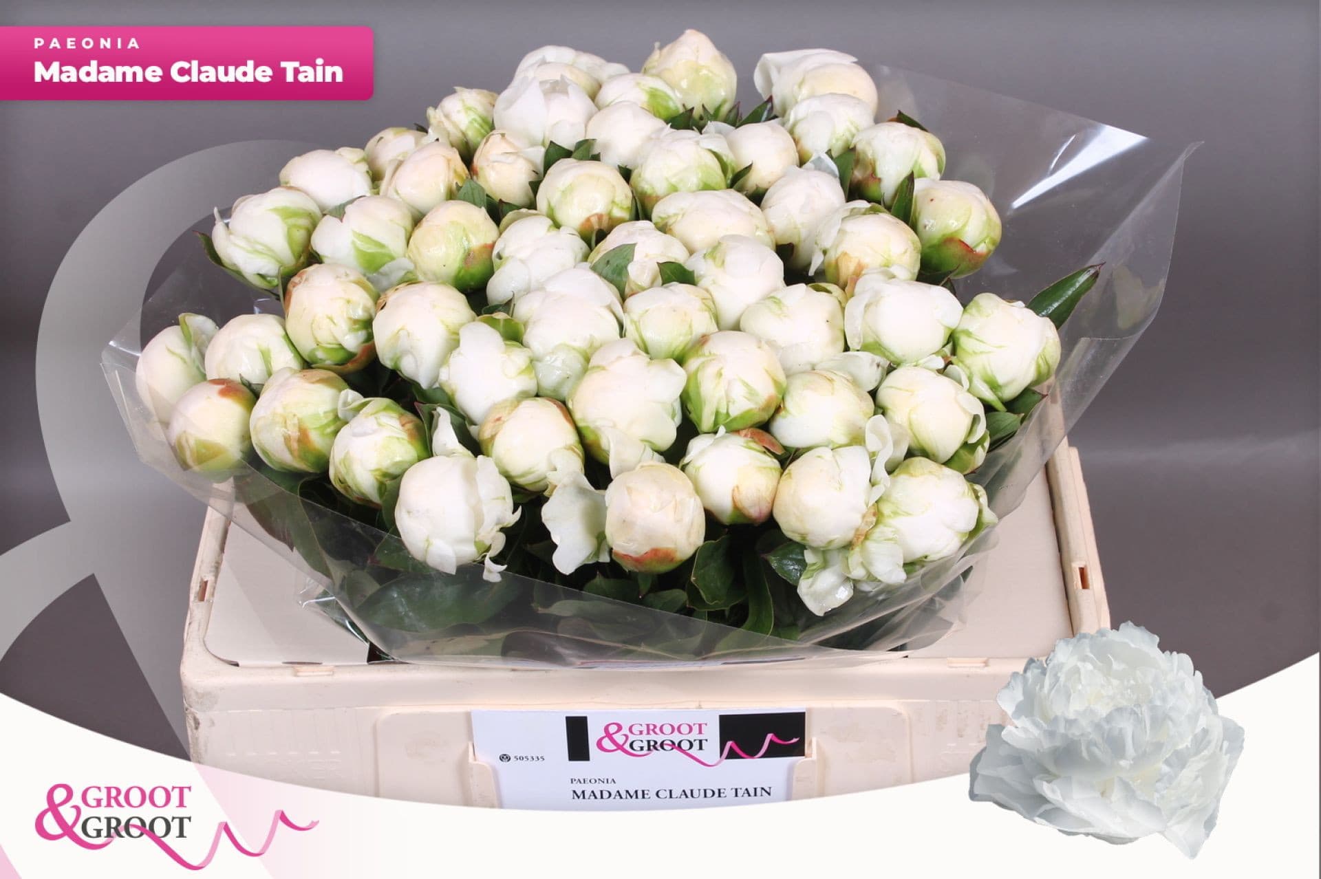 Срезанные цветы оптом Paeonia claude tain от 50шт. из Голландии с доставкой по России