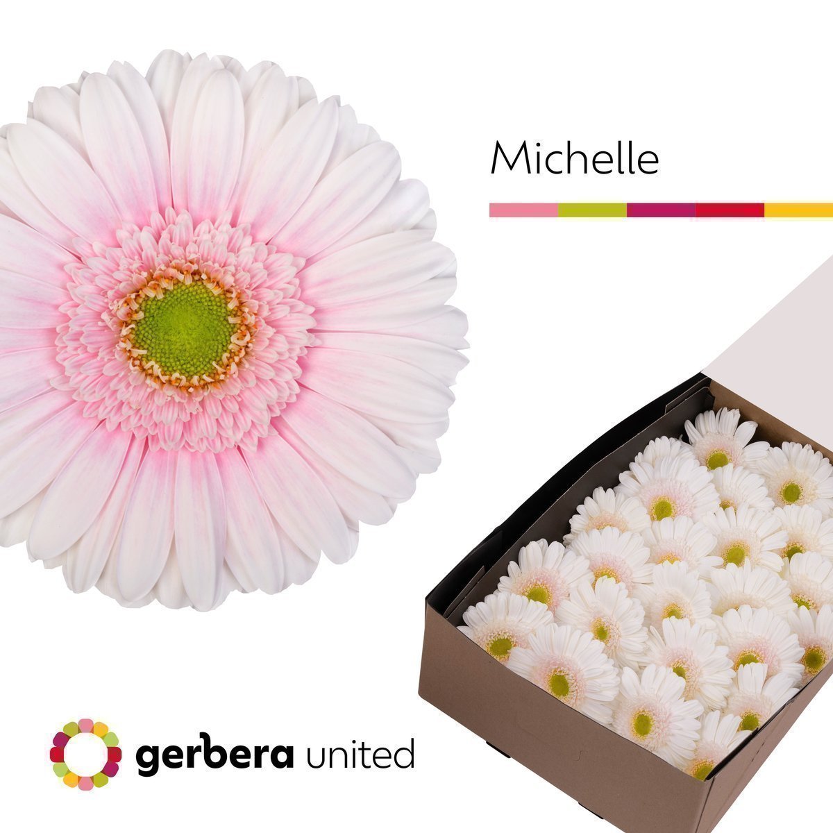 Срезанные цветы оптом Gerbera michelle от 25шт из Голландии с доставкой по России