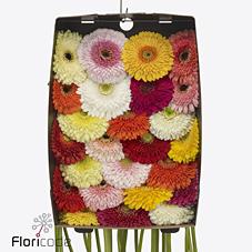 Срезанные цветы оптом Gerbera gerponi big mix от 40шт из Голландии с доставкой по России