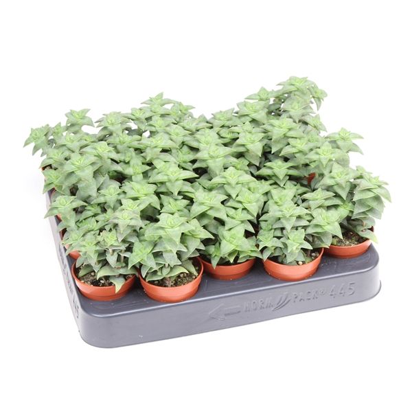 Горшечные цветы и растения оптом Crassula Perfossa Green от 20шт из Голландии с доставкой по России