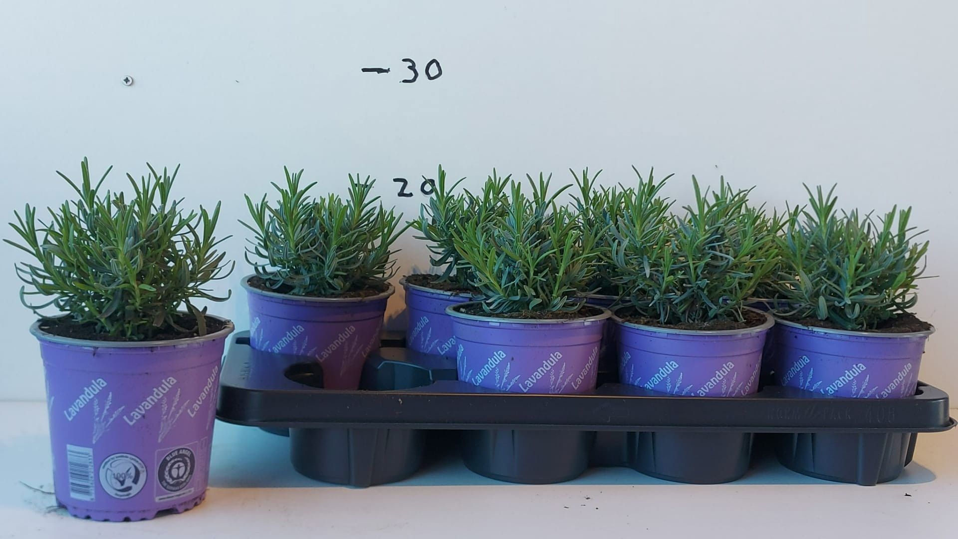 Горшечные цветы и растения оптом Lavan An Munstead от 8шт из Голландии с доставкой по России