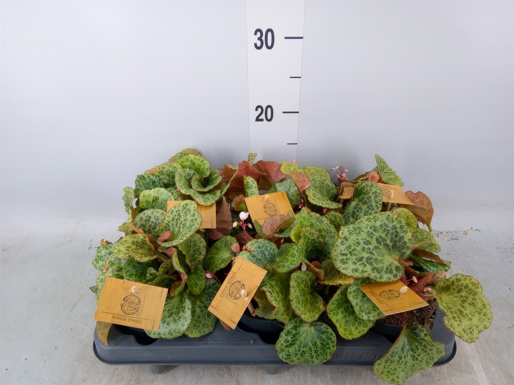 Горшечные цветы и растения оптом Begonia Bd   ... от 6шт (для телеги) из Голландии с доставкой по России