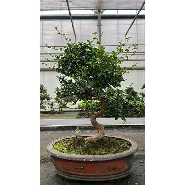 Горшечные цветы и растения оптом Bonsai Carmona Macrophylla, Pot 50 Cm. Height 75cm от 1шт из Голландии с доставкой по России