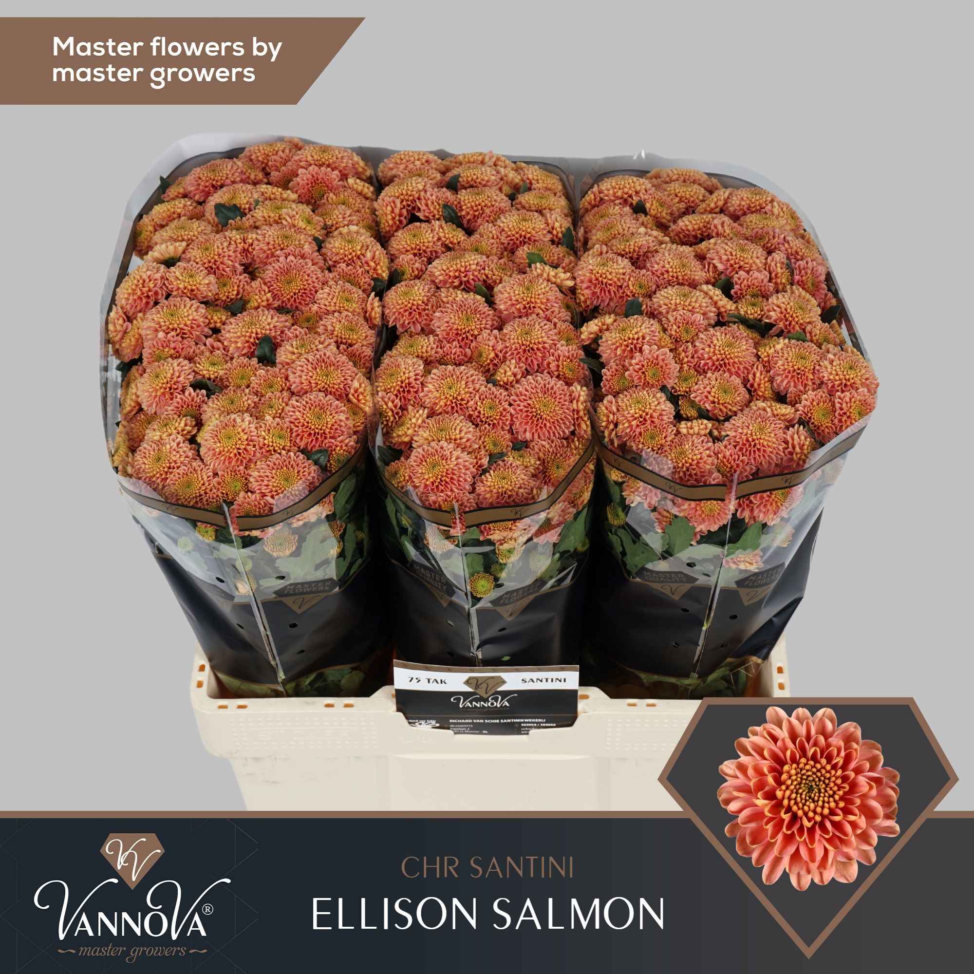 Срезанные цветы оптом Chrys sa ellison salmon от 225шт. из Голландии с доставкой по России