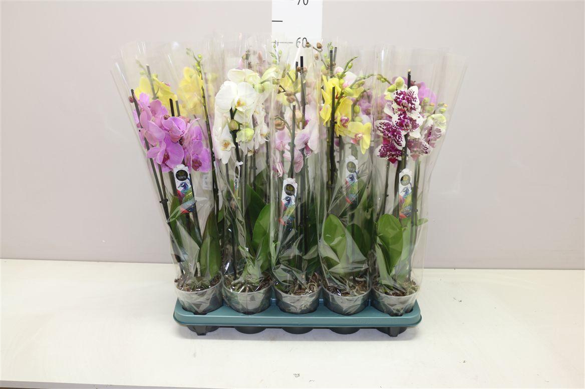 Горшечные цветы и растения оптом Phal Gemengd 3 Tak от 10шт из Голландии с доставкой по России