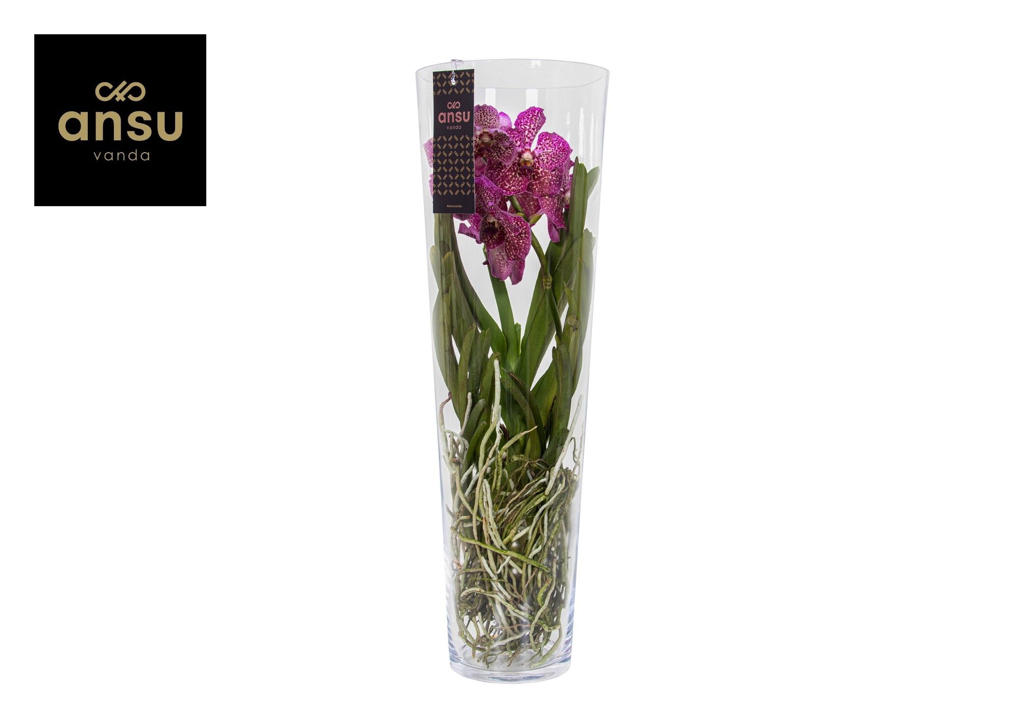 Горшечные цветы и растения оптом Vanda Lisanne 70 Cerise-fuchsia от 1шт из Голландии с доставкой по России