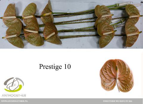 Срезанные цветы оптом Anthurium prestige A от 12шт из Голландии с доставкой по России