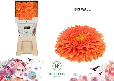 Срезанные цветы оптом Gerbera diamond gerponi big wall от 45шт из Голландии с доставкой по России