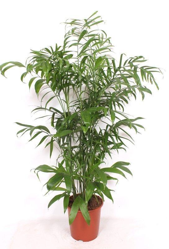 Горшечные цветы и растения оптом Chamaedorea Seifrizii от 1шт из Голландии с доставкой по России