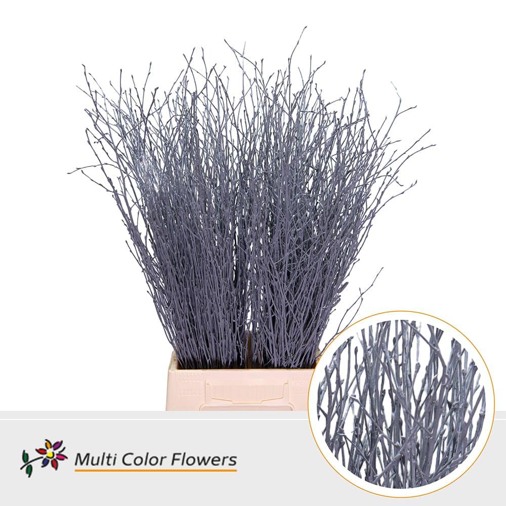 Срезанные цветы оптом Betula paint grey от 100шт из Голландии с доставкой по России