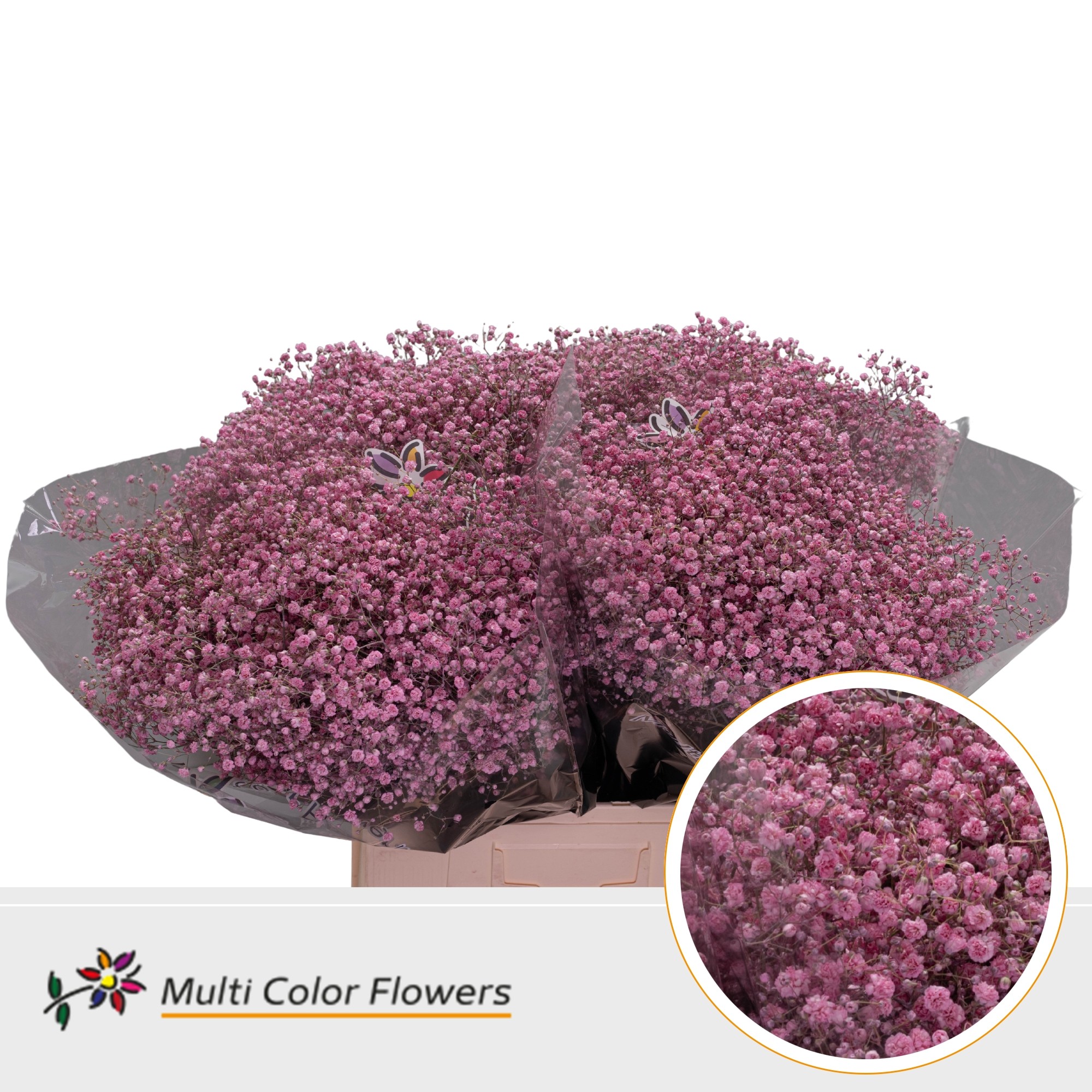 Срезанные цветы оптом Gyps large paint pink от 100шт. из Голландии с доставкой по России
