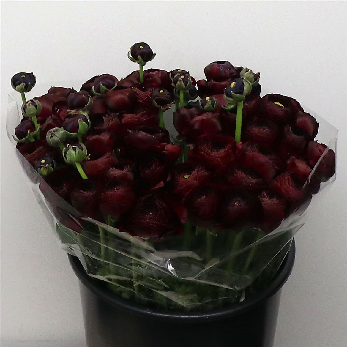 Срезанные цветы оптом Ranunculus success nerone от 50шт из Голландии с доставкой по России