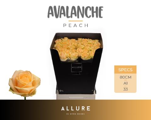 Срезанные цветы оптом Rosa large peach avalanche+ Allure от 40шт из Голландии с доставкой по России