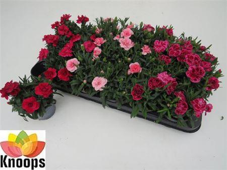 Горшечные цветы и растения оптом ** Dian Osc Gem * Spring Deal * от 18шт (для телеги) из Голландии с доставкой по России