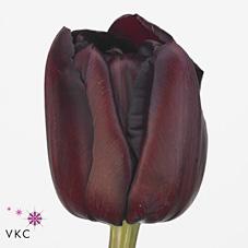 Срезанные цветы оптом Tulipa do palmyra от 50шт из Голландии с доставкой по России Срезанные цветы оптом Tulipa do palmyra от 50шт из Голландии с доставкой по России