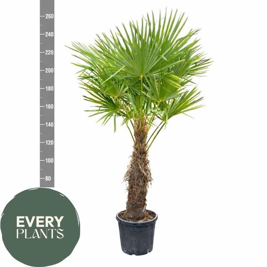 Горшечные цветы и растения оптом Trachyc Fortunei от 1шт из Голландии с доставкой по России