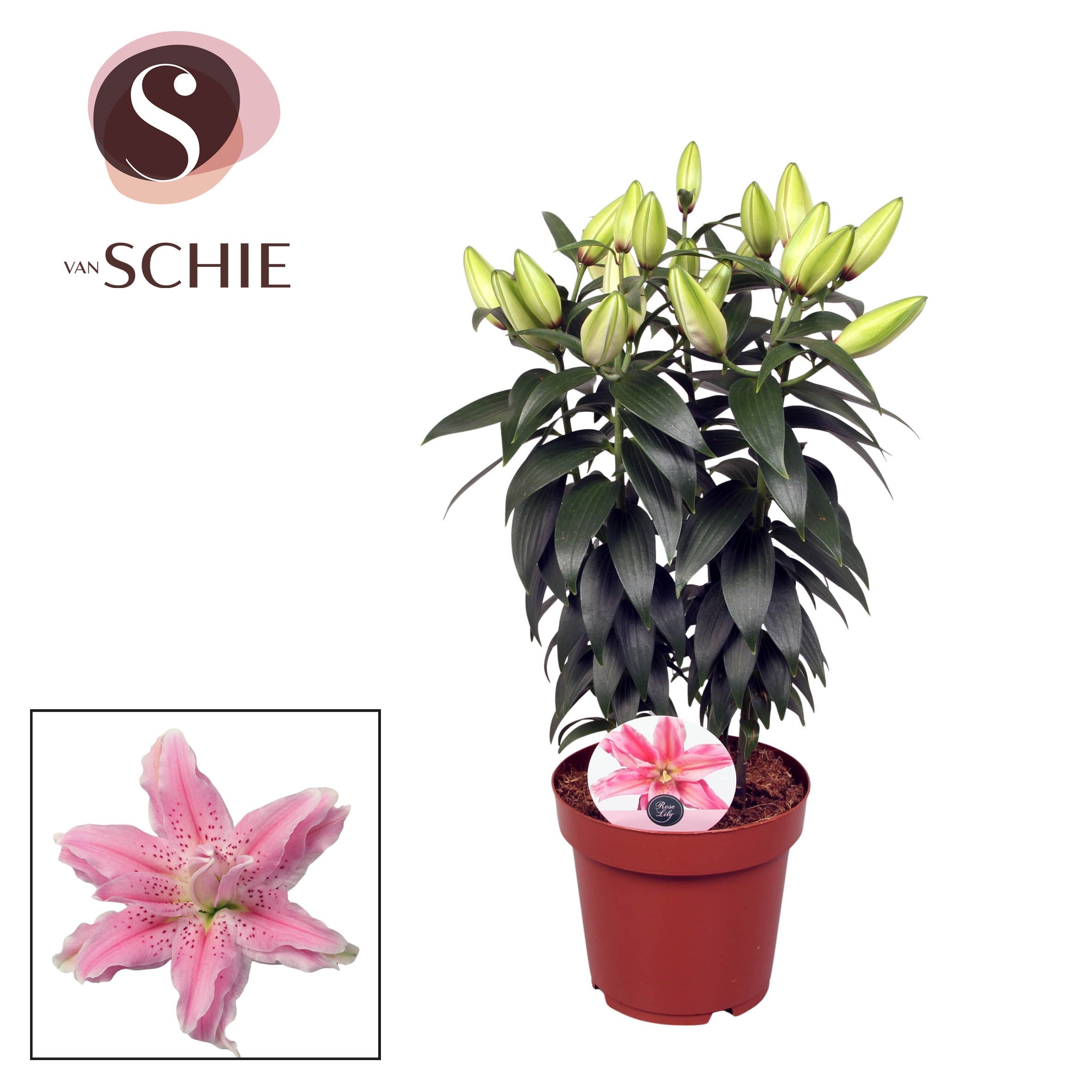 Горшечные цветы и растения оптом Lilium Or Roselily Azra 5pp от 5шт из Голландии с доставкой по России