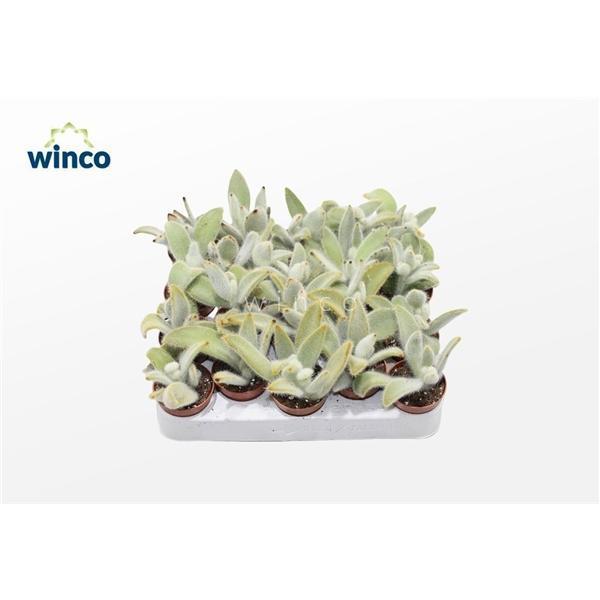 Горшечные цветы и растения оптом Kalanchoe Tomentosa Vilosa от 20шт (для телеги) из Голландии с доставкой по России
