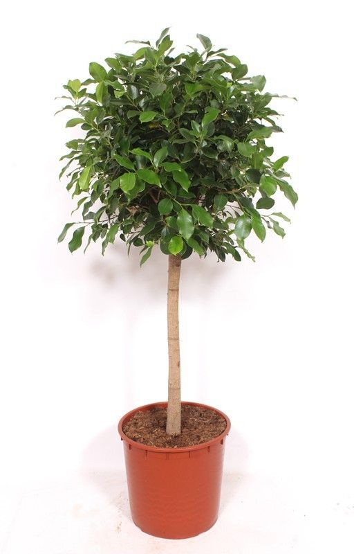 Горшечные цветы и растения оптом Ficus Nitida On Stem от 1шт из Голландии с доставкой по России
