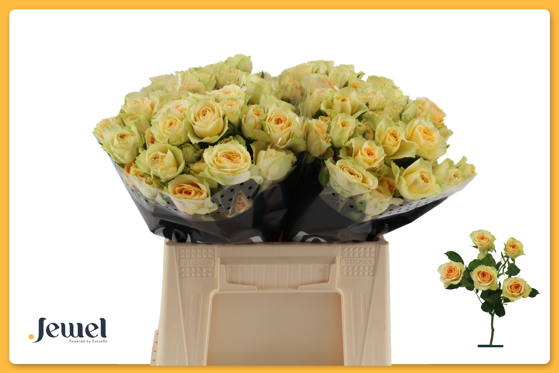 Срезанные цветы оптом Rosa spray bandolero от 20шт из Голландии с доставкой по России