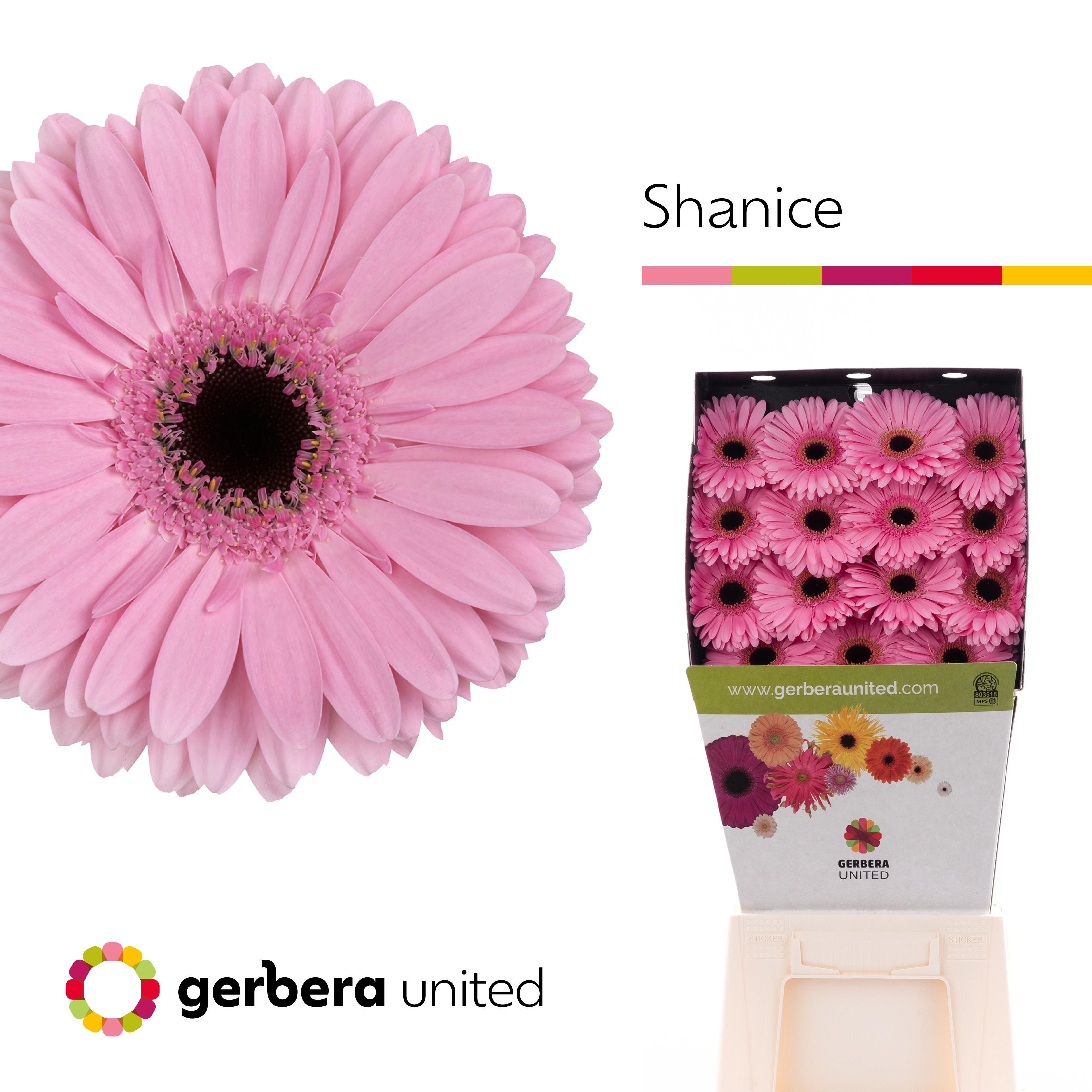 Срезанные цветы оптом Gerbera diamond shanice+ от 45шт из Голландии с доставкой по России